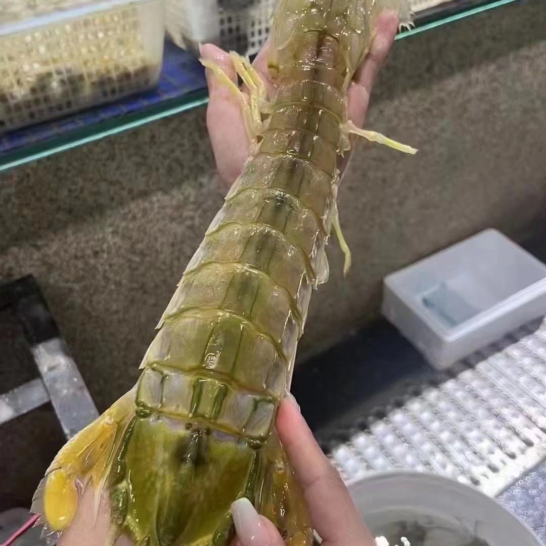 鲜活富贵虾濑尿虾200-300g/条