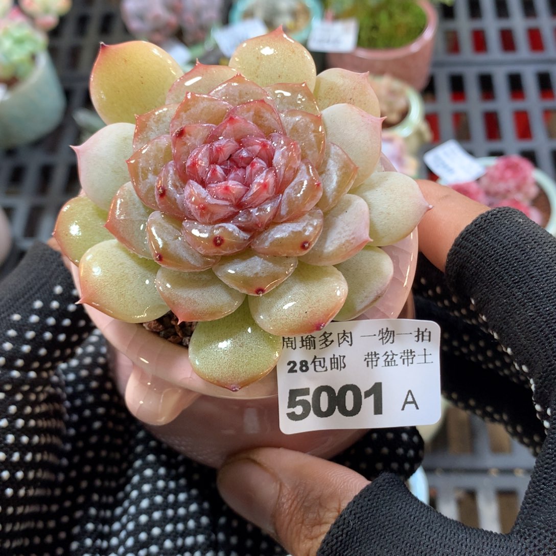 精控多肉植物5001