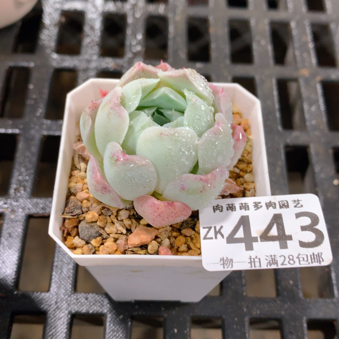 肉萌萌拇指盆精控多肉ZK443