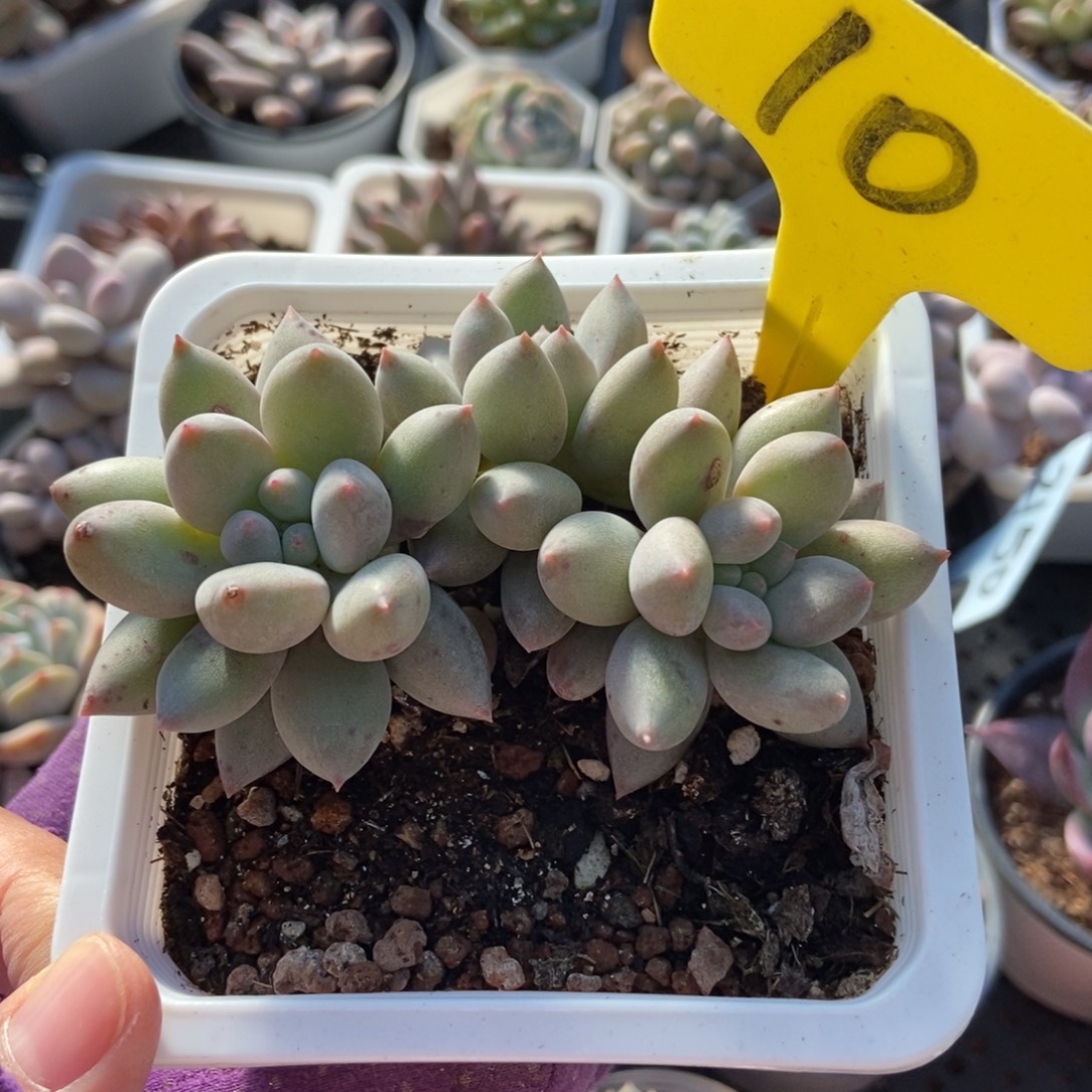 10所罗门多肉植物多肉