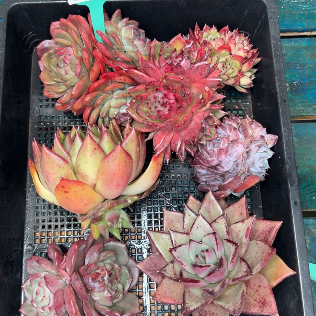 多肉一物一拍0112.212