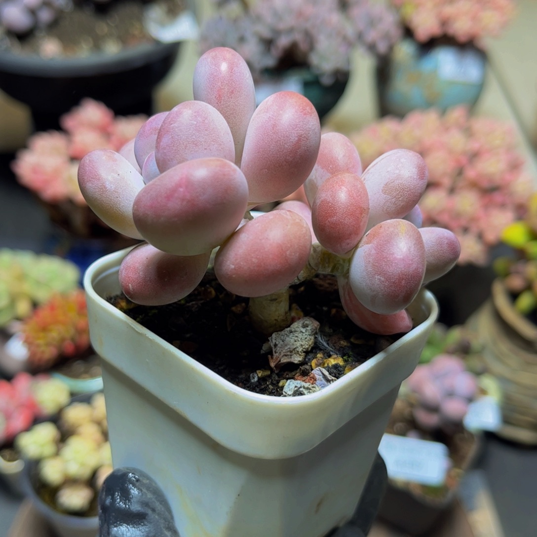 318橙雪球7.5厘米多肉