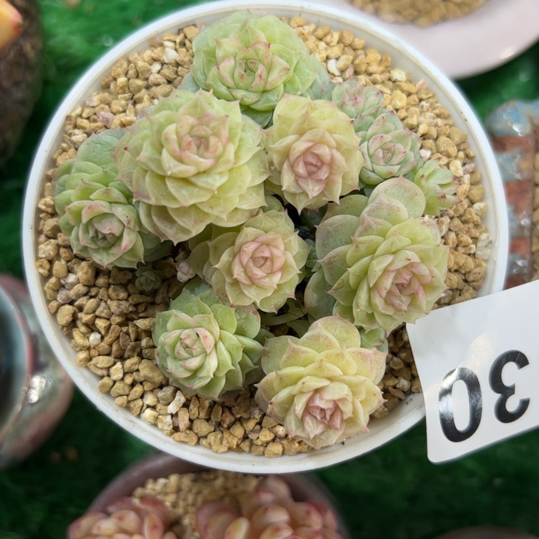 730 满38包邮一物一拍