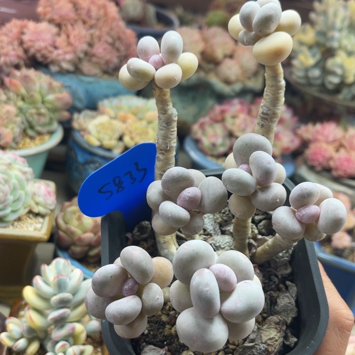 磁***菇奶酪老桩专拍5833