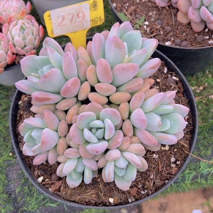 健健康康平平安安