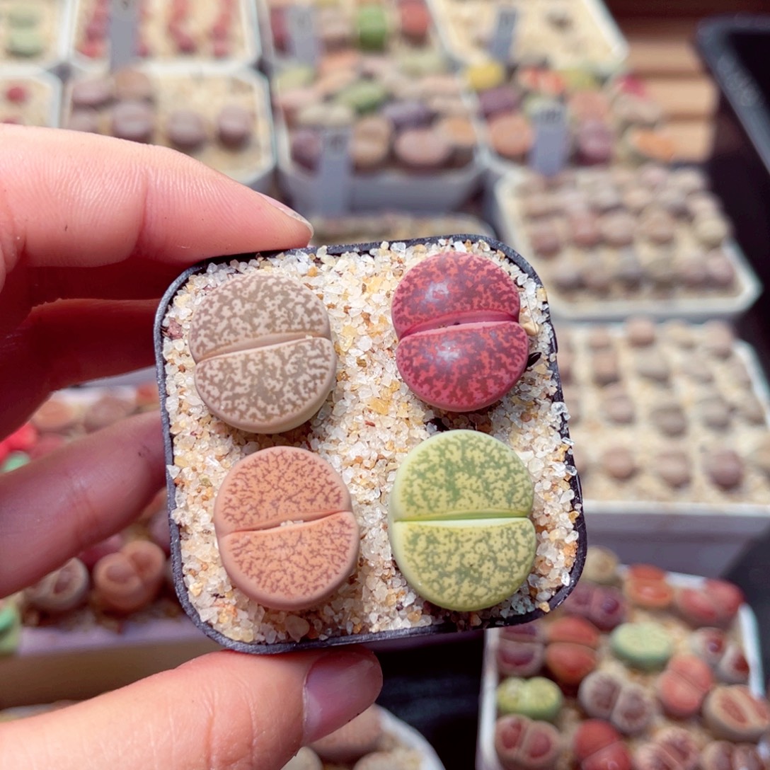 怼***了69号带盆包邮发货