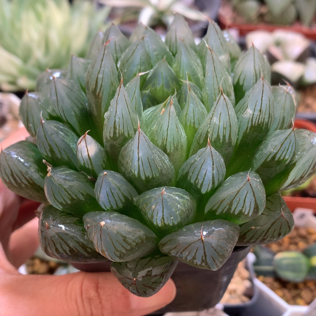 实生玉露，带盆一起