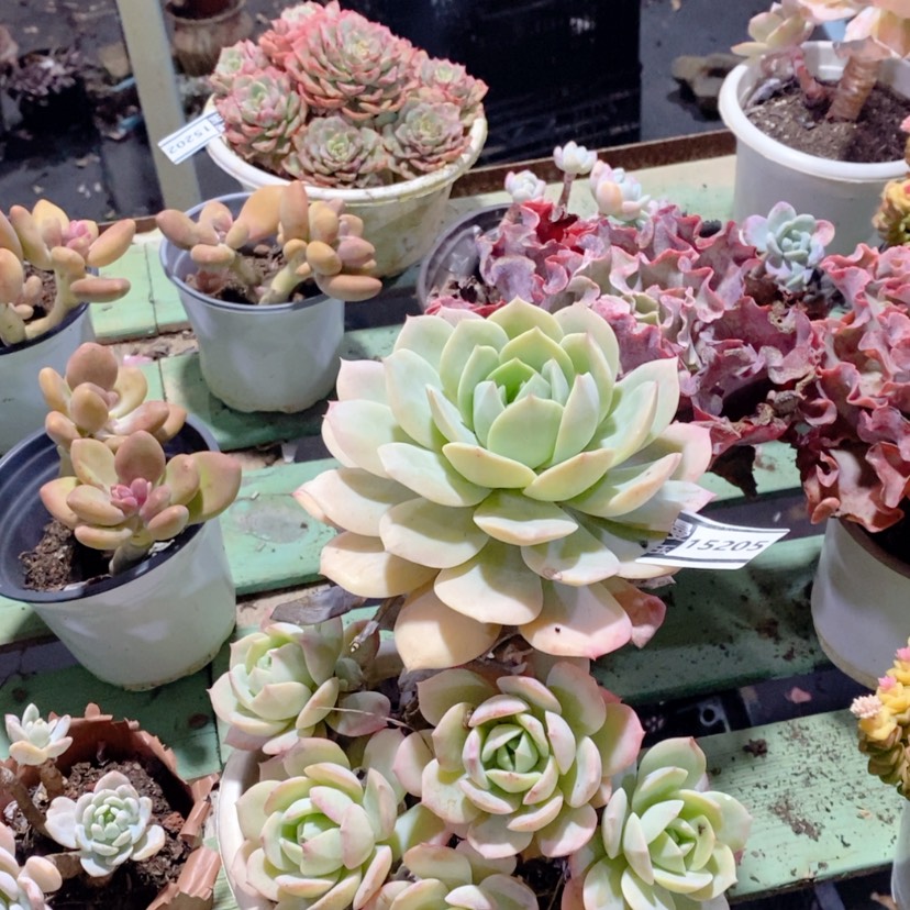 【闪购商品】恋曲15205