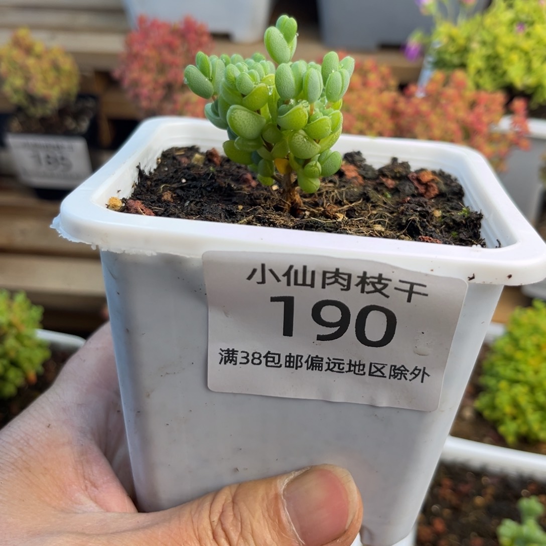 190枝干番杏元宝