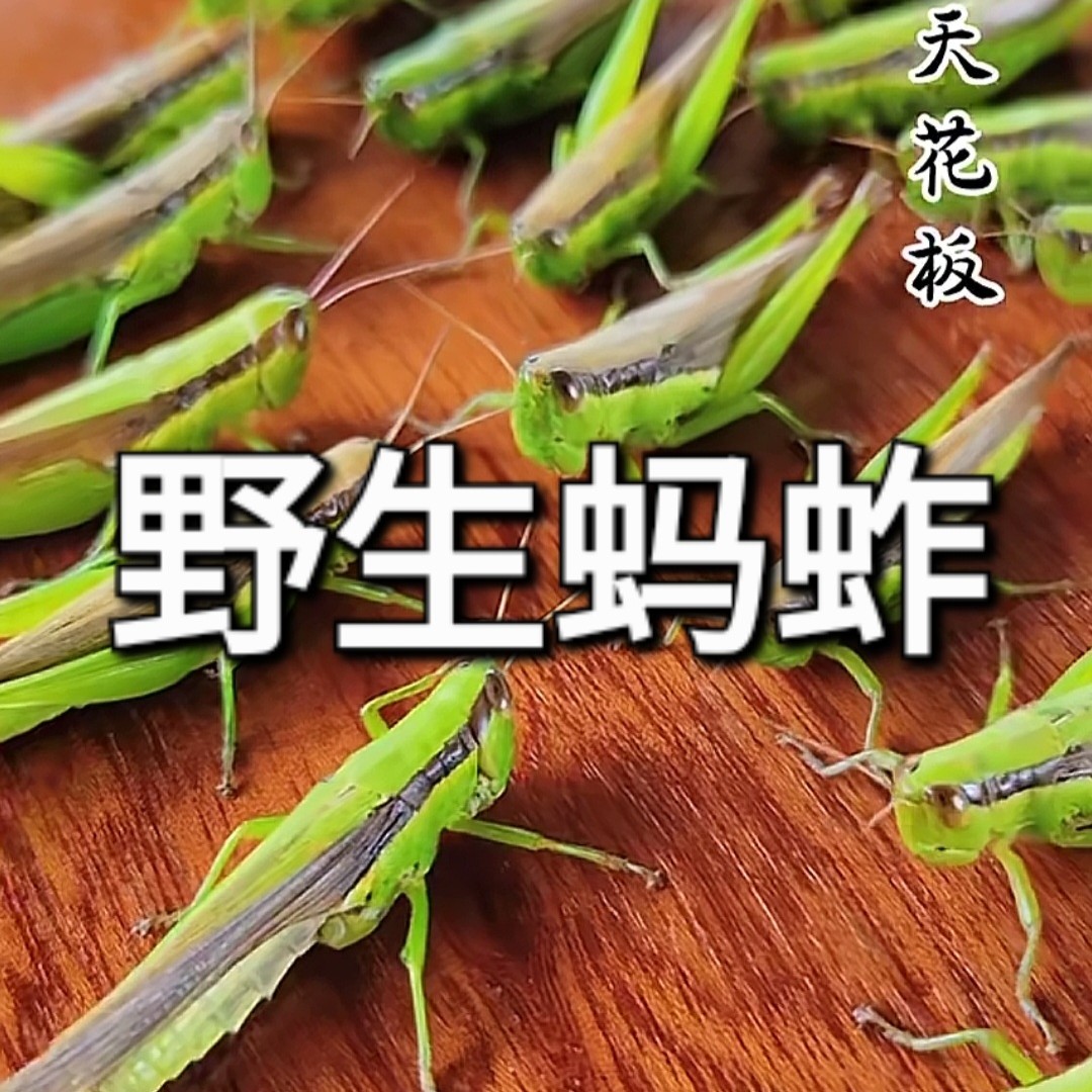 云南百虫宴 野生蚂蚱 昆虫美食 稻田现抓速冻 顺丰包邮