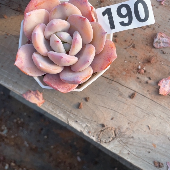 琉*多肉植物一物一拍