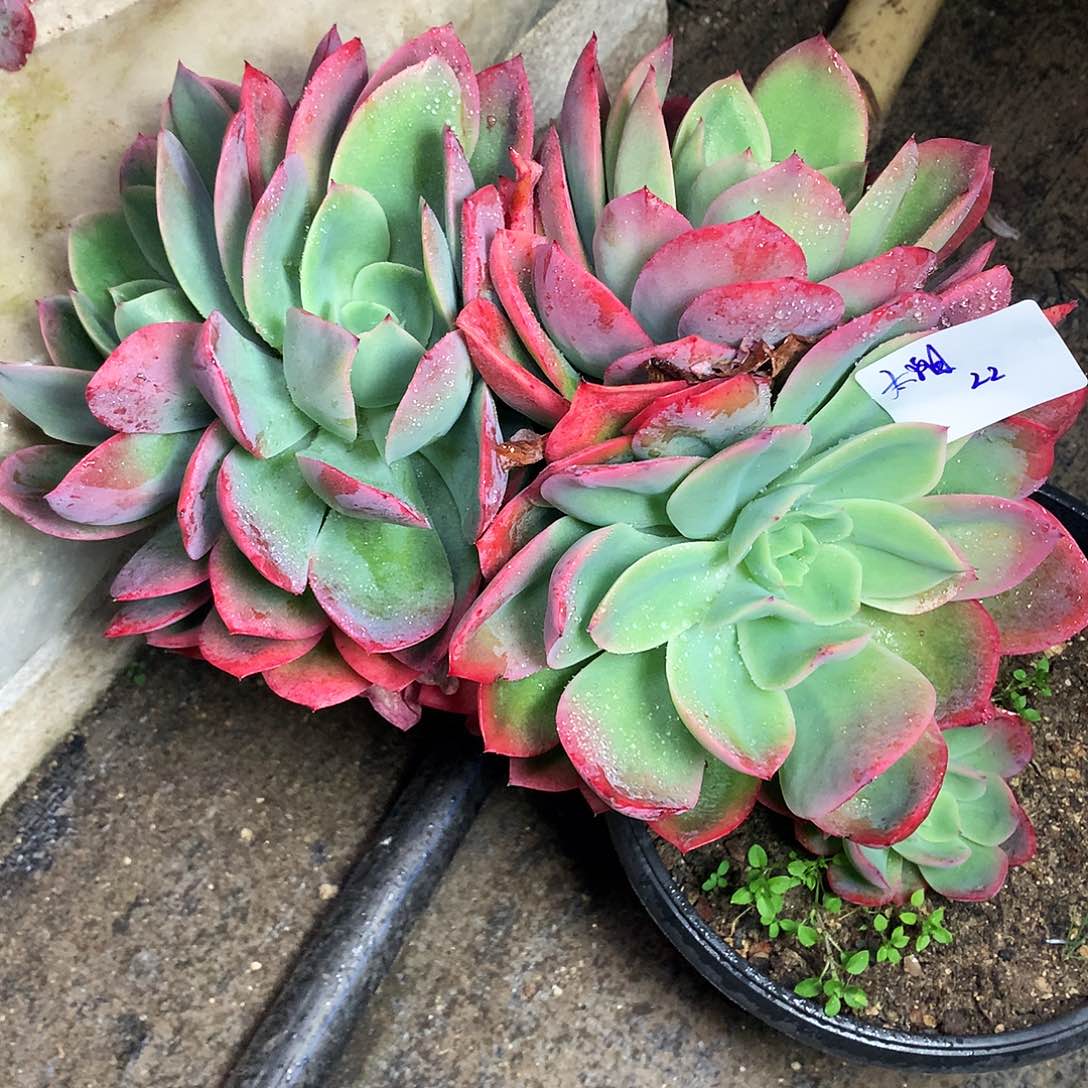 ?绮罗仙子一物一拍