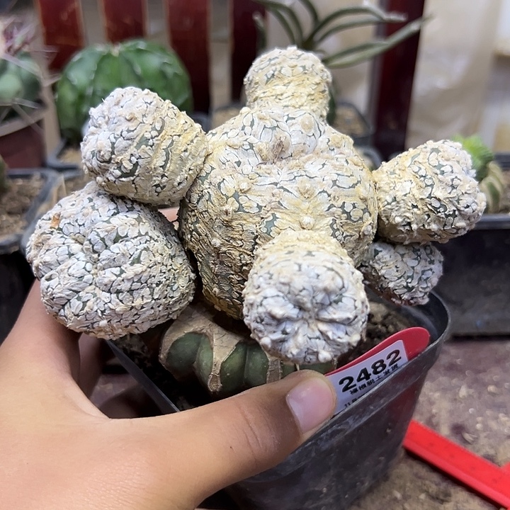 2482号草球嫁接缀化v字兜