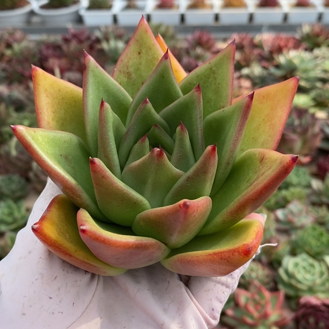 无花朵368号东云系多肉植物