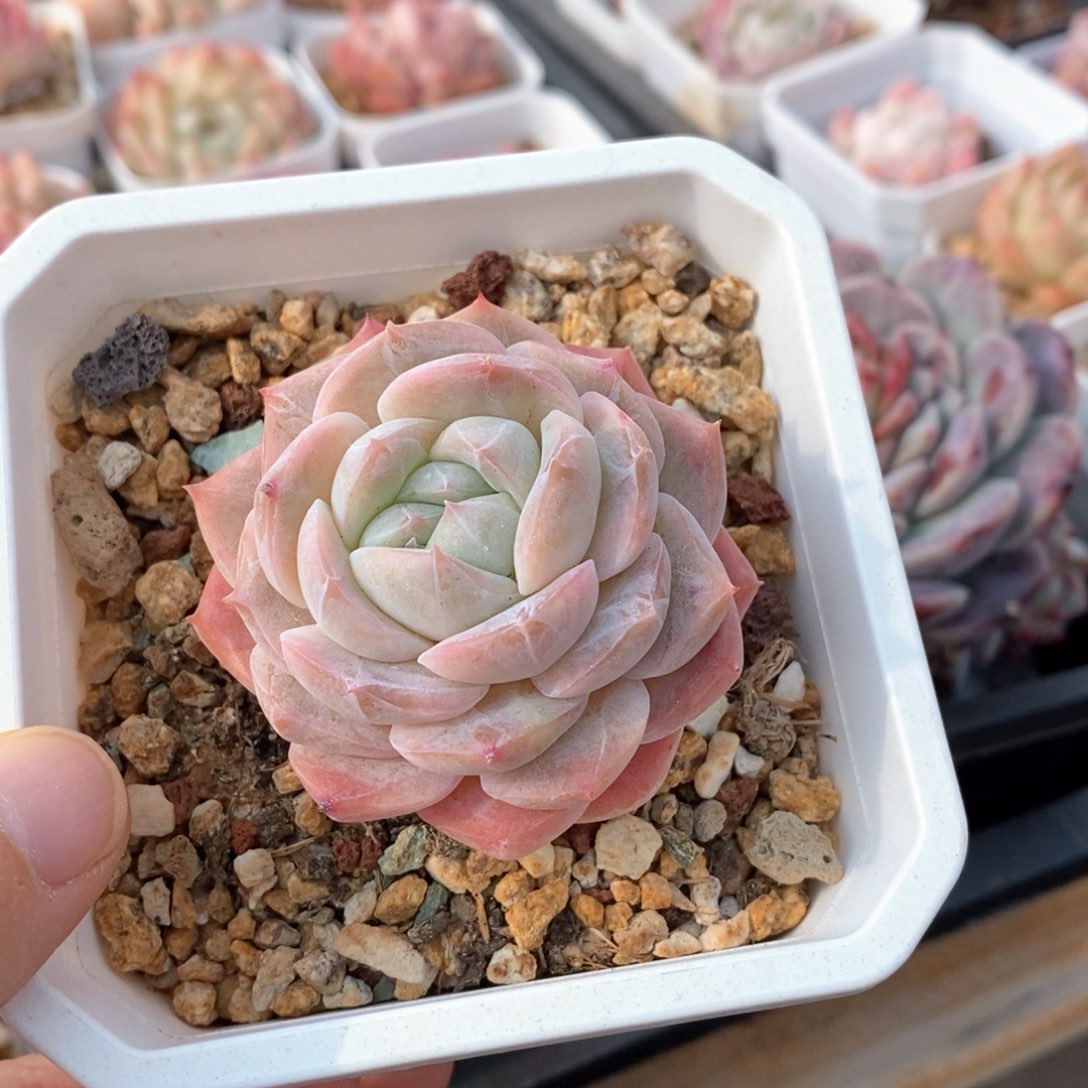 精品多肉一物一拍不包整94