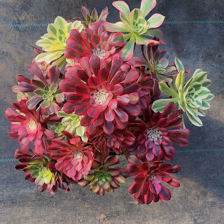 嫁接法师一物一图30