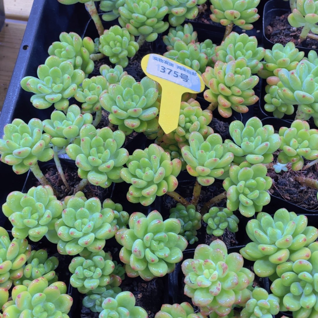 375号 老桩香格里拉多头群一个