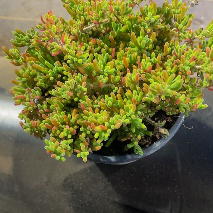 超大盆枝干带盆土发