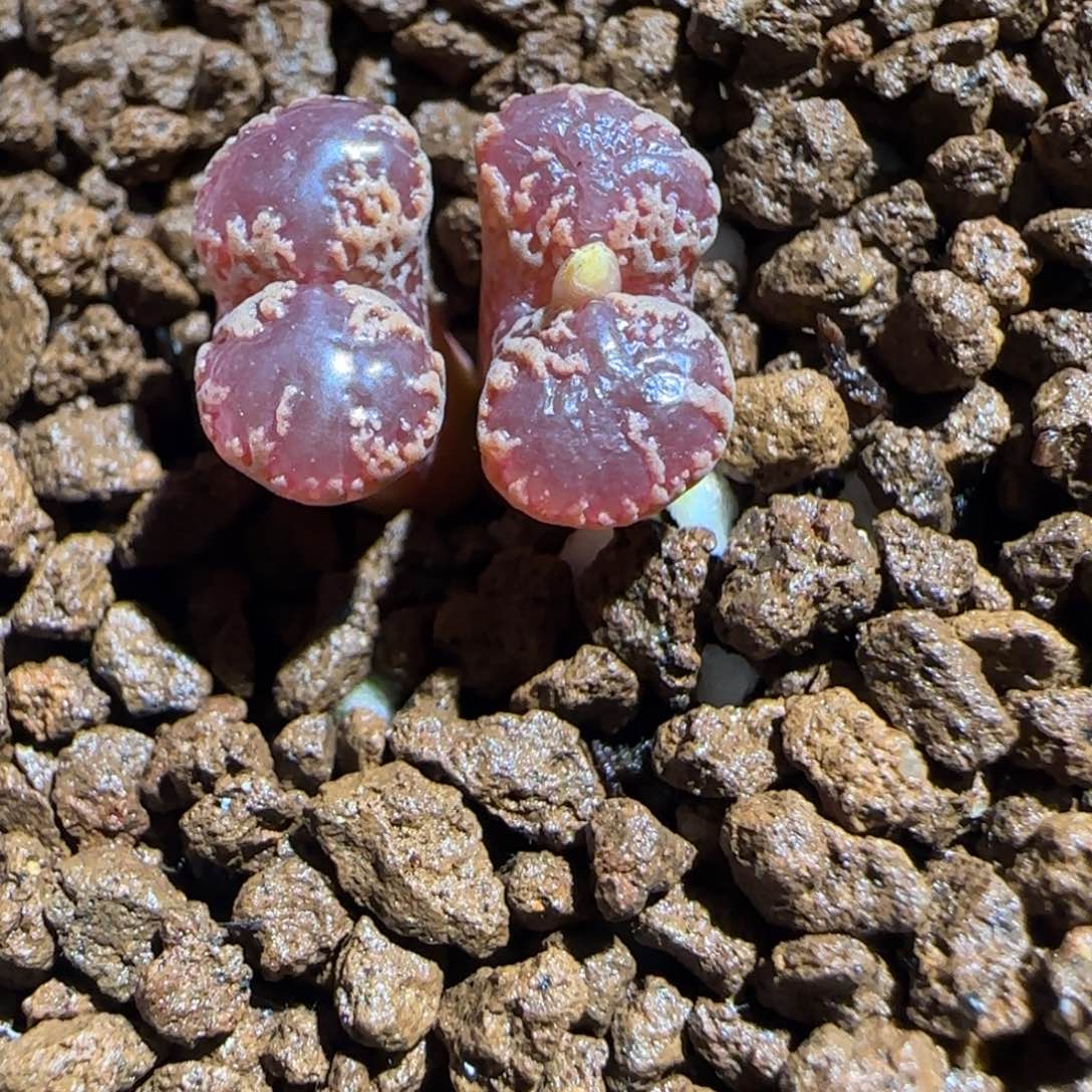 肉锥多肉植物组合-3km勋章1167