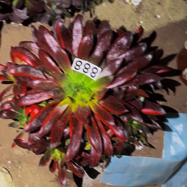 888孔雀七彩多肉植物处理不售后