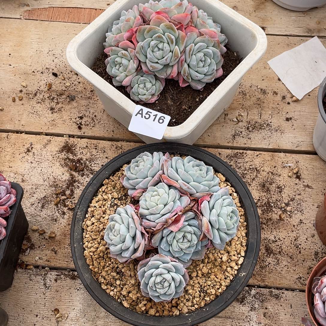 Z***Y516多肉植物多肉植物