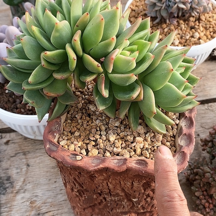 c**b翠花杂多肉植物30-5