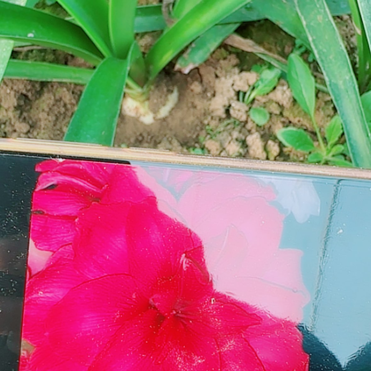 【闪购商品】无花朵3颗装29.9糖果仙女