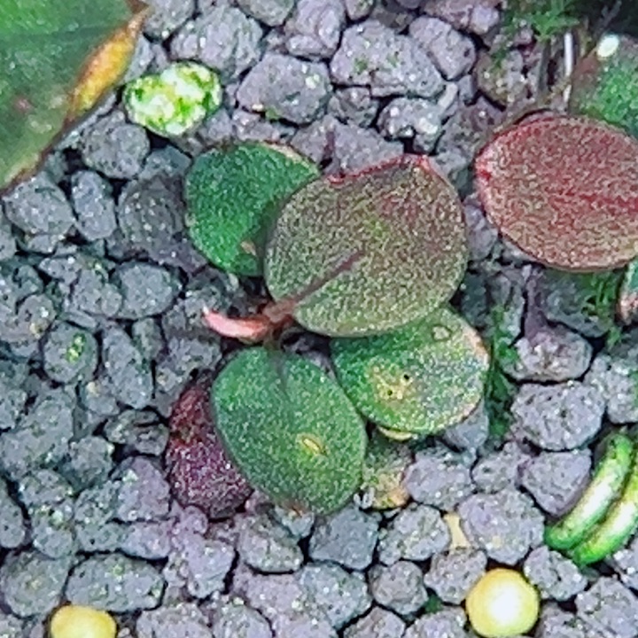 福利9号福利价植物一头（黑莲）