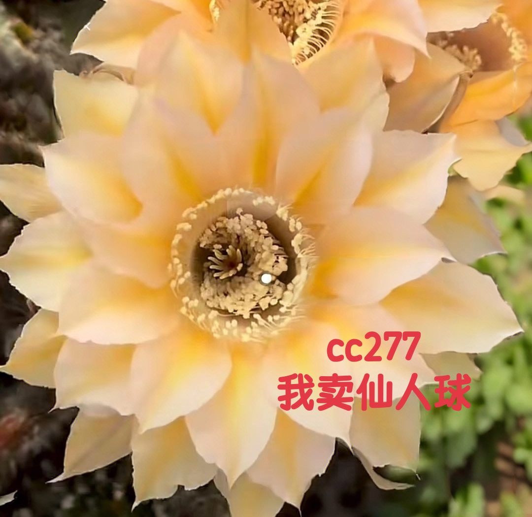 彩草cc277知风侧芽歪  满28包邮非偏远