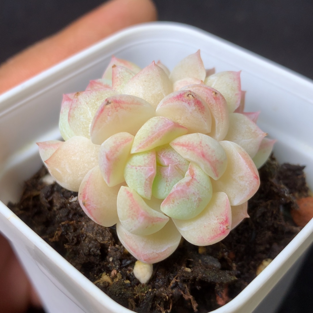 28 精品多肉一物一拍