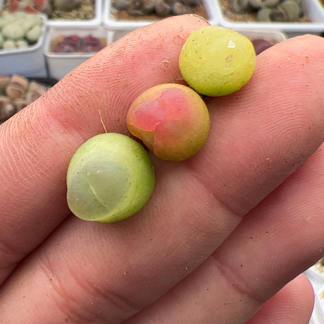 0159号拉登3颗 多肉植物