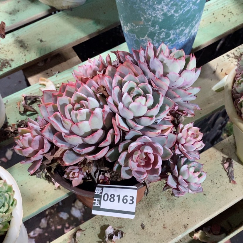 【闪购商品】唐****哟赫拉08163