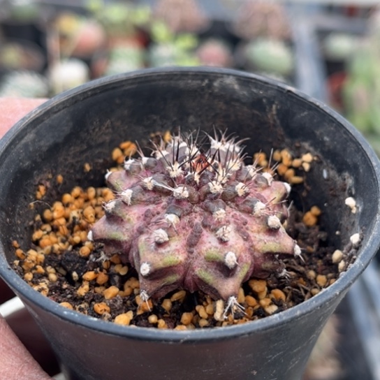 完全开放实生泰系海神锦