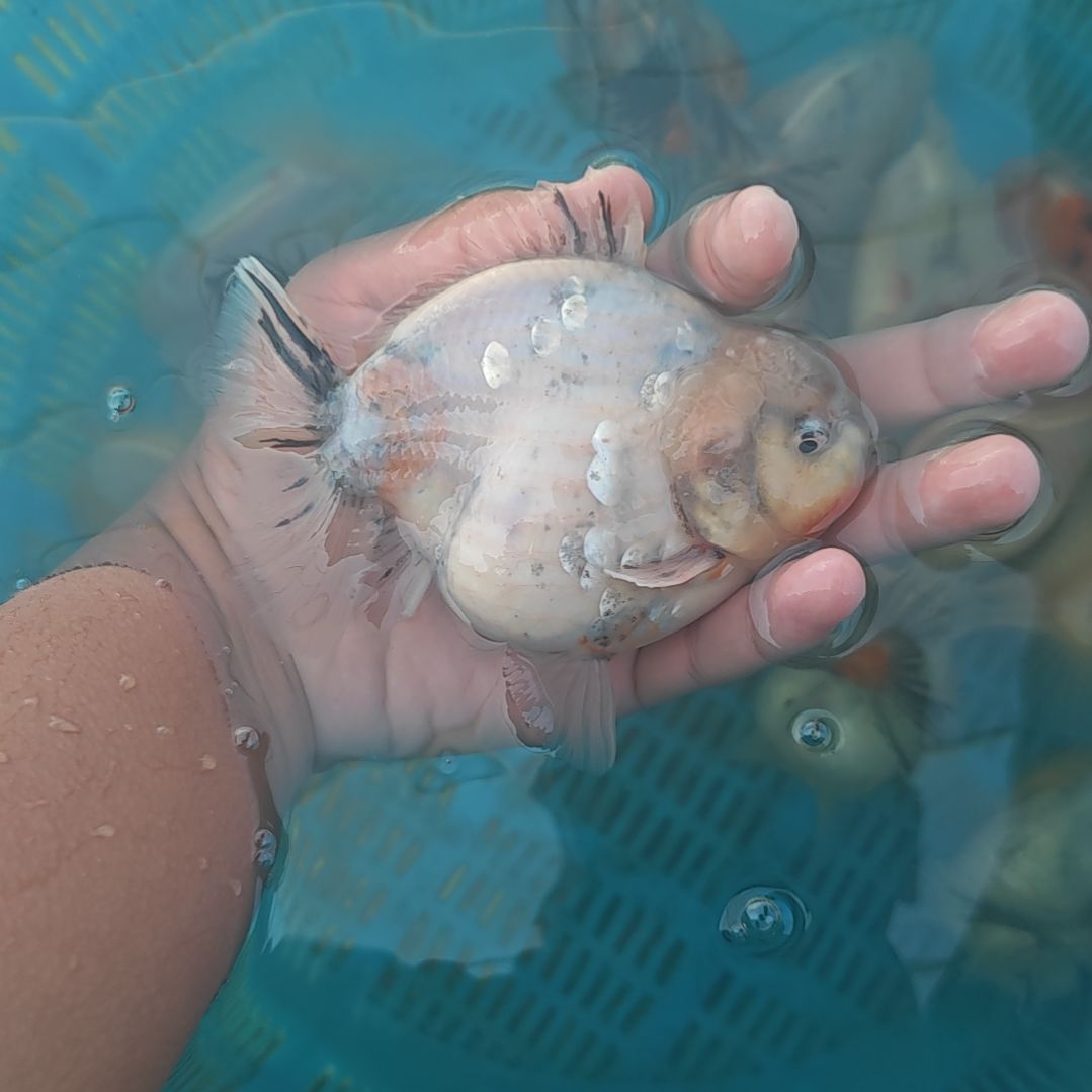 闪鳞麒麟泰狮金鱼将军