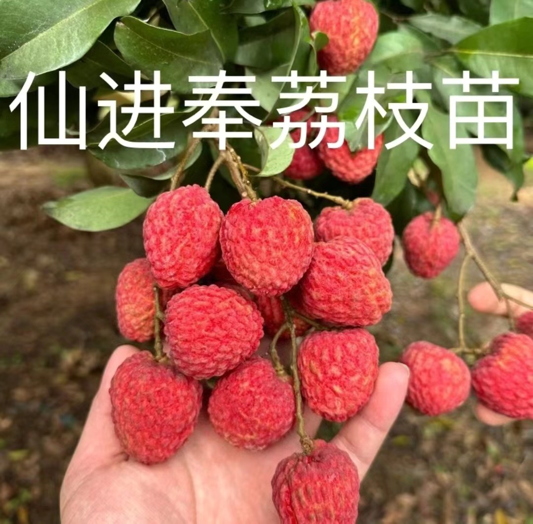 仙进凤荔枝苗，盆栽地栽
