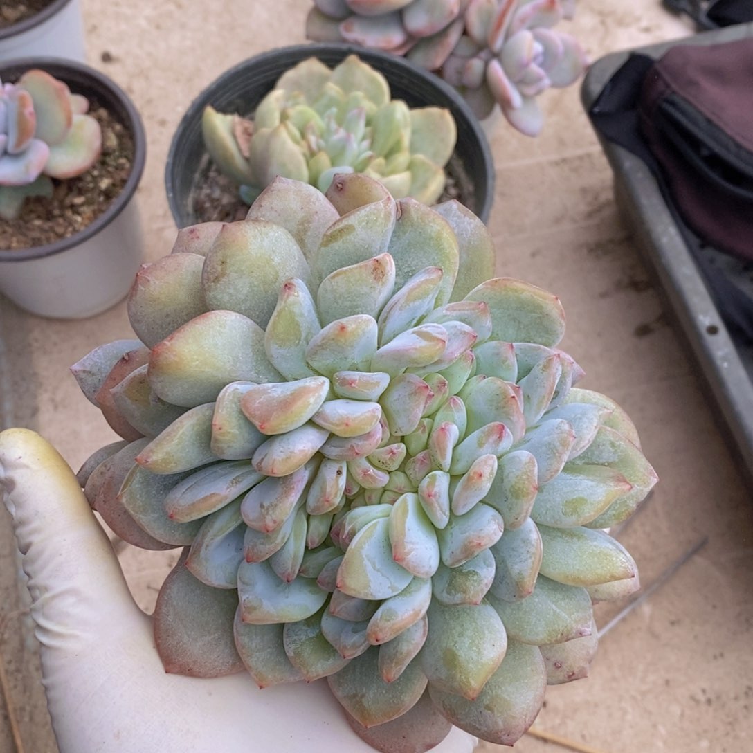 星影缀微瑕疵特价1111111