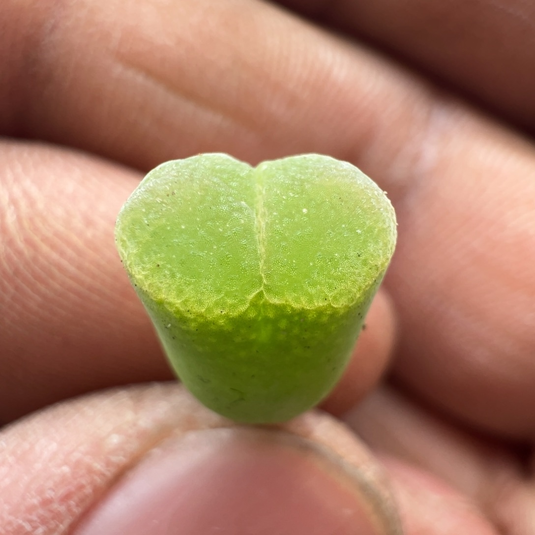 929编号丢失风铃