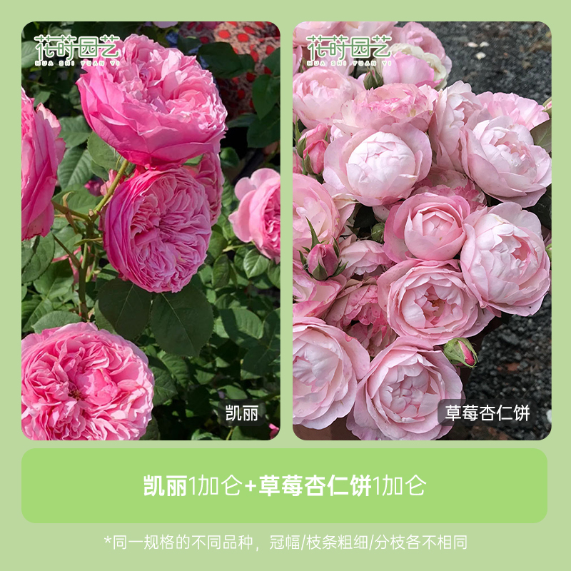 花莳园艺 1加扦插【凯丽+草莓杏仁饼】组合月季花苗植物