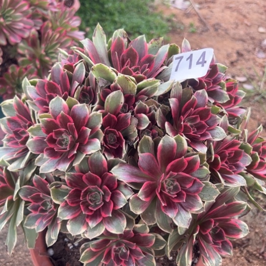 714浣纱多肉植物花花