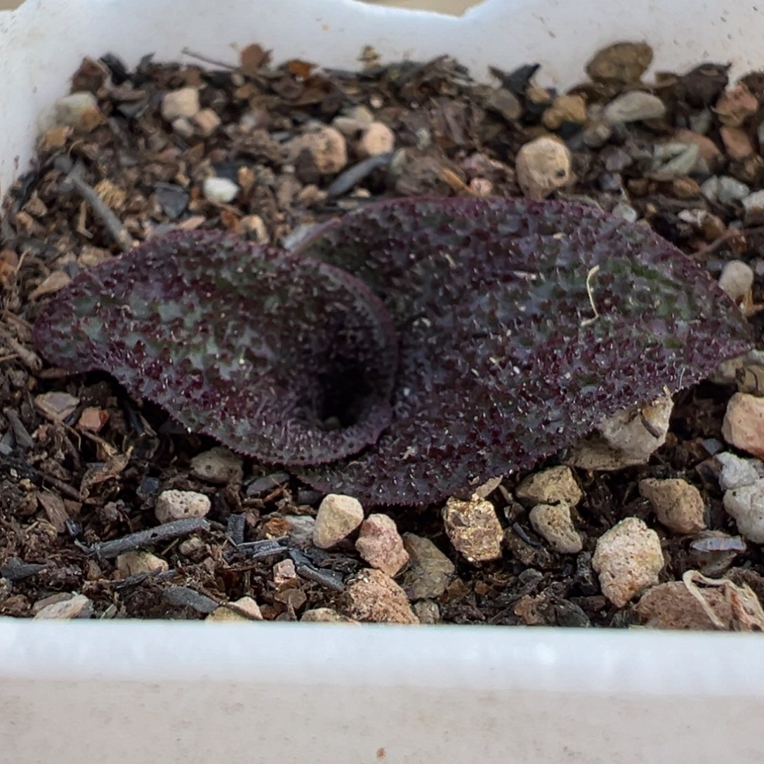 541多肉植物种类多样