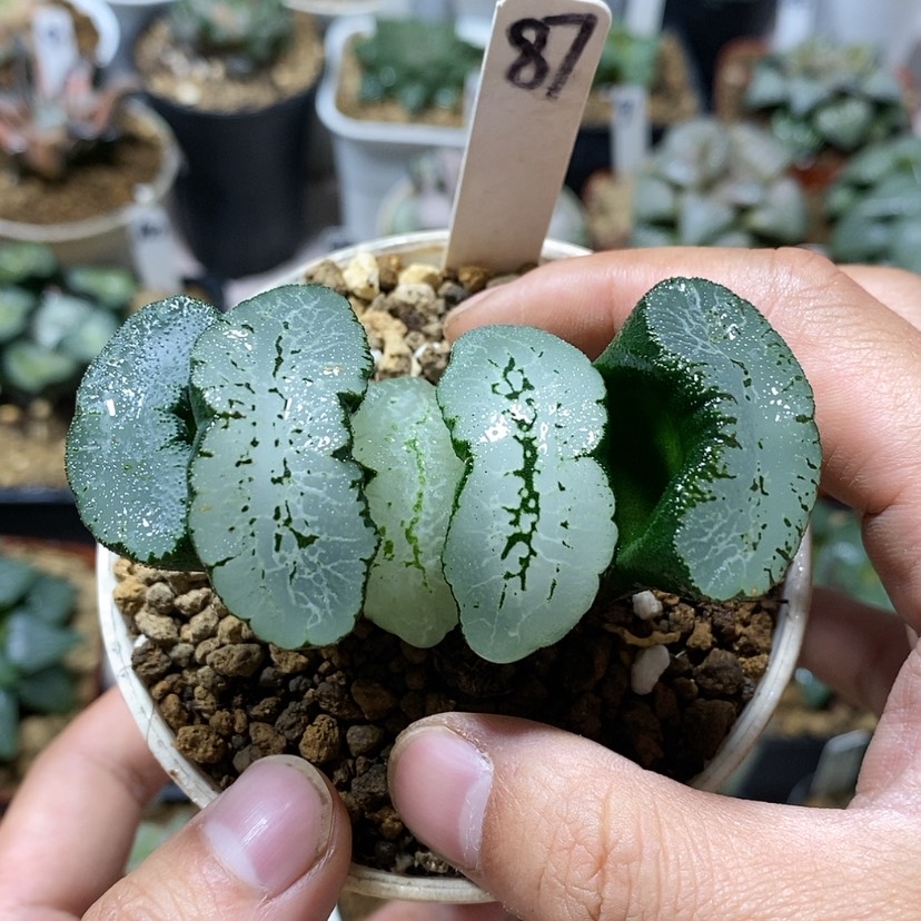 【闪购商品】87蓝翼