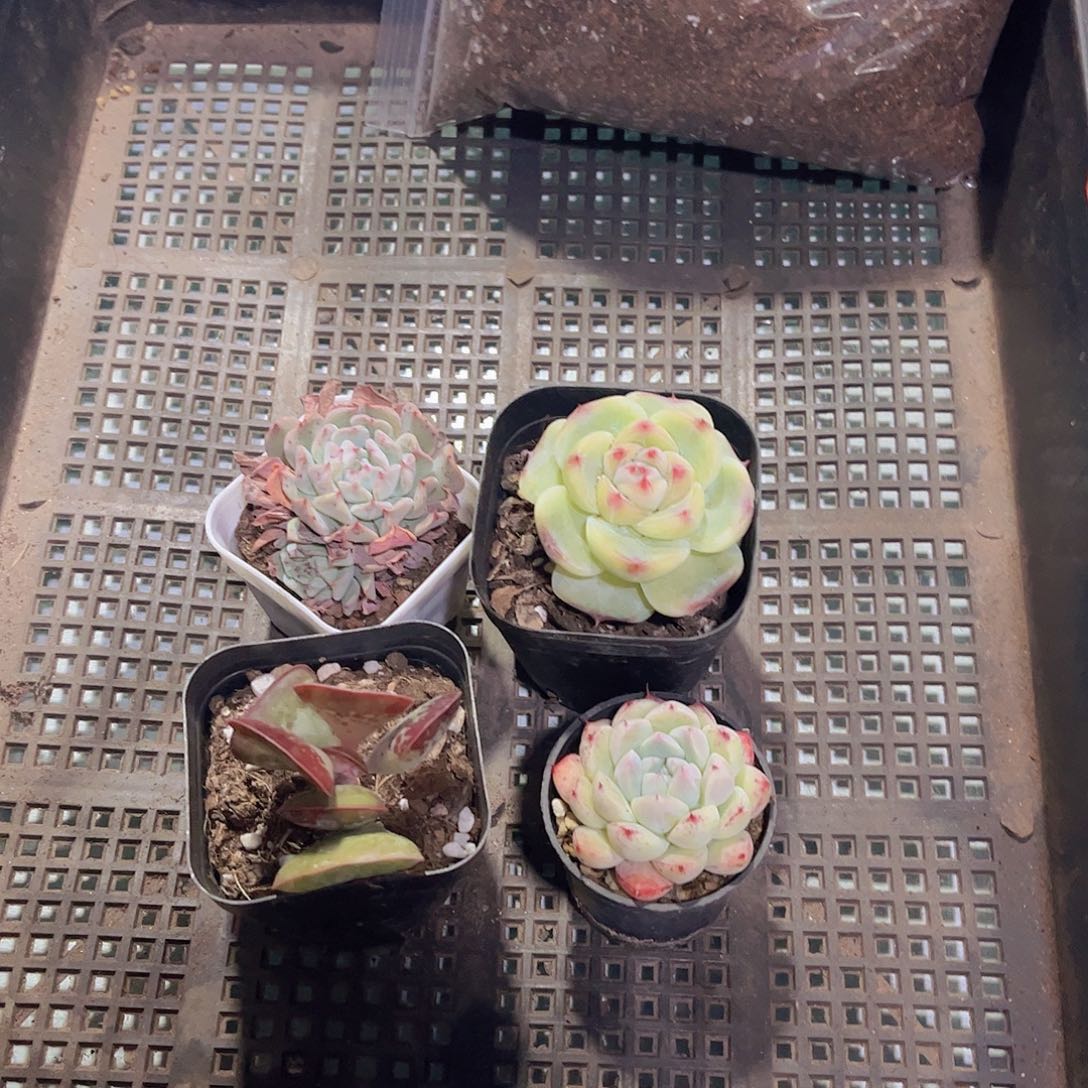 多肉995多肉植物，