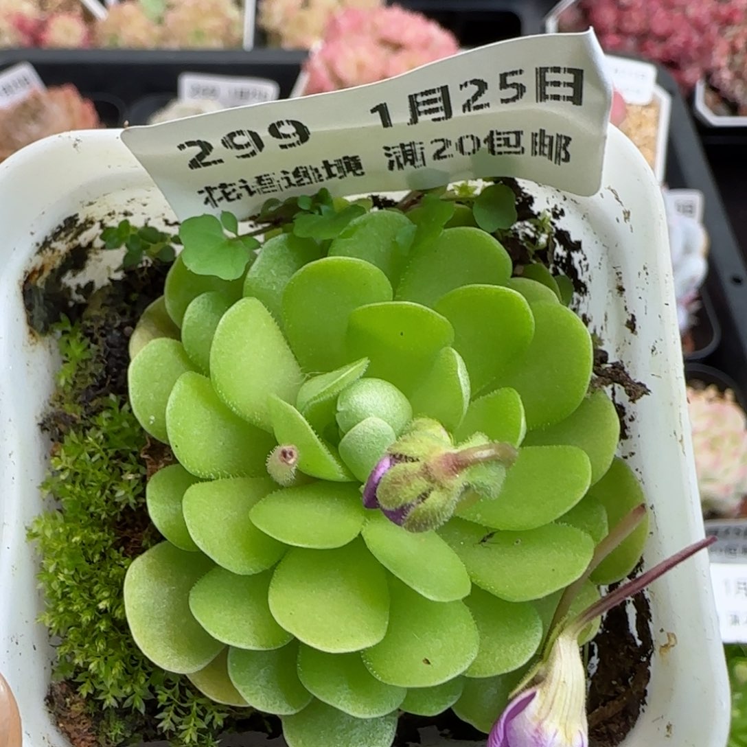 花语逸镜0125-299