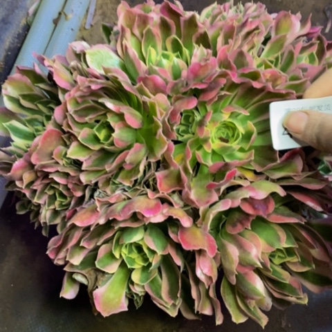 白凤多肉植物4767