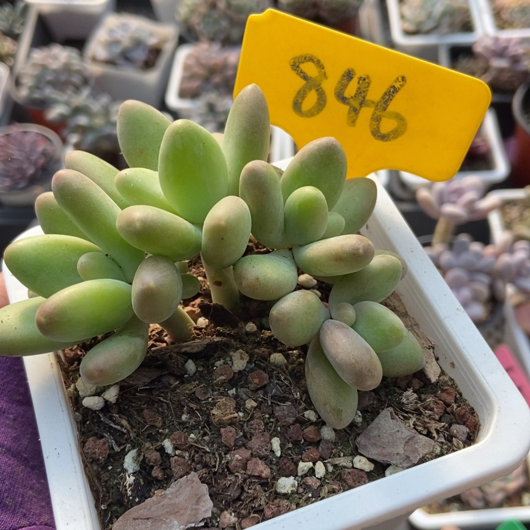 846芒果奶多肉植物