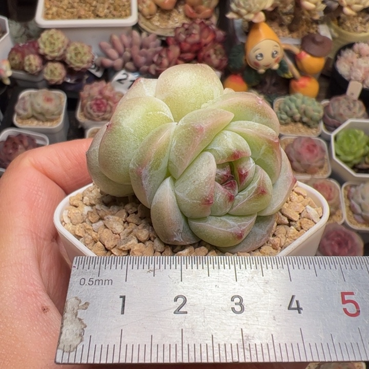 547 多肉植物组合盆栽