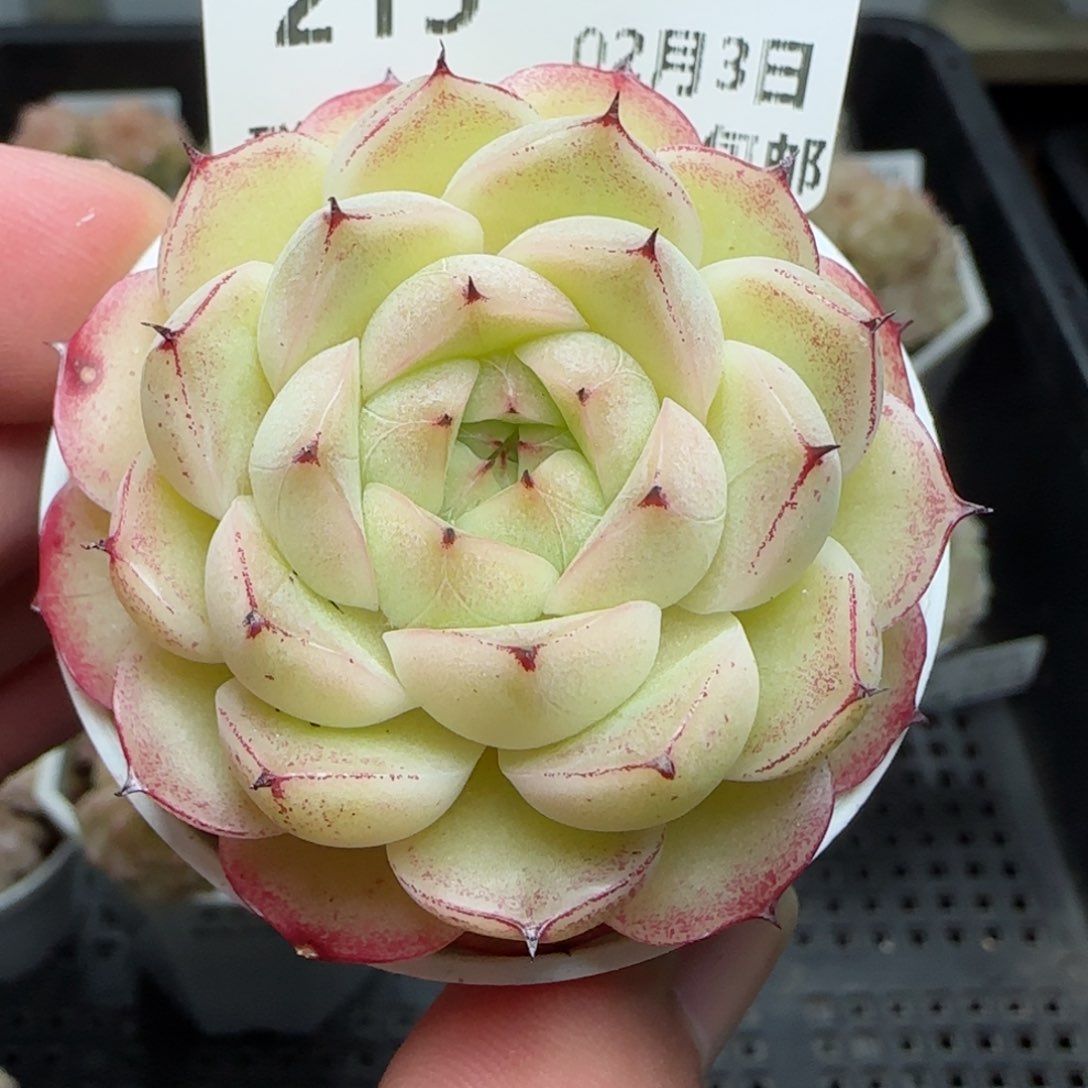 0203-215（小魔仙）