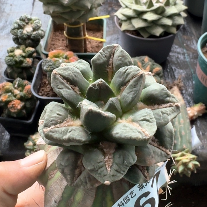 067龙角黑牡丹仙人球