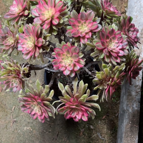多肉植物粉霞锦。