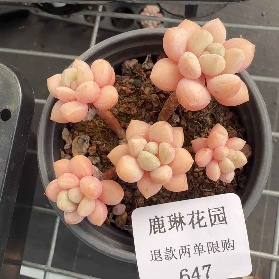 多肉很小看清楚下单拒绝非品质售后647